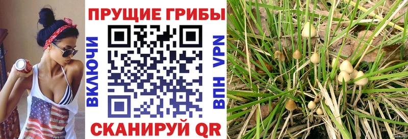 Псилоцибиновые грибы мицелий  Купить где  Краснокаменск 
